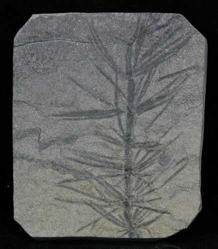 Pennsylvanian Horsetail (Asterophyllites) Fossil - France #31956